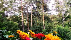 Une forêt avec de grands arbres et des fleurs aux couleurs vives au premier plan.