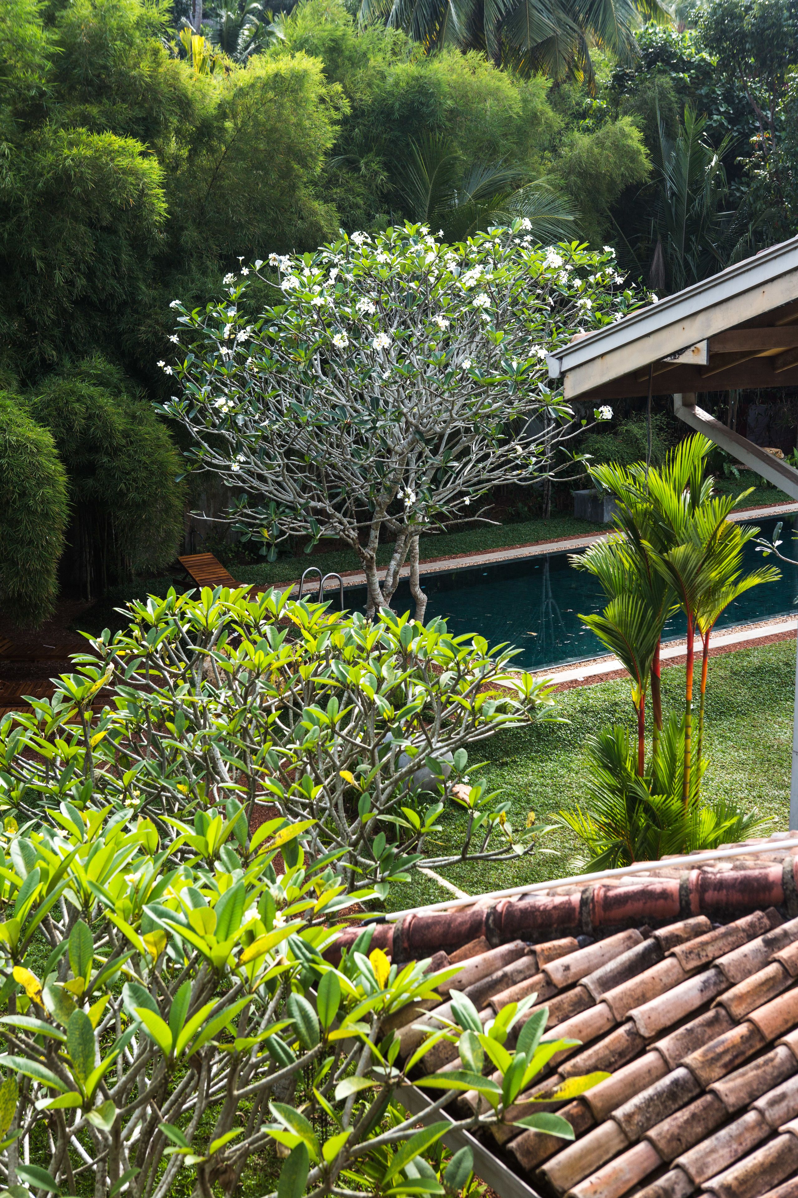 A lush garden with a variety of plants and a swimming pool.