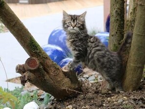 Un gatito parado sobre una rama de árbol en un jardín, con un objeto esférico azul al fondo.