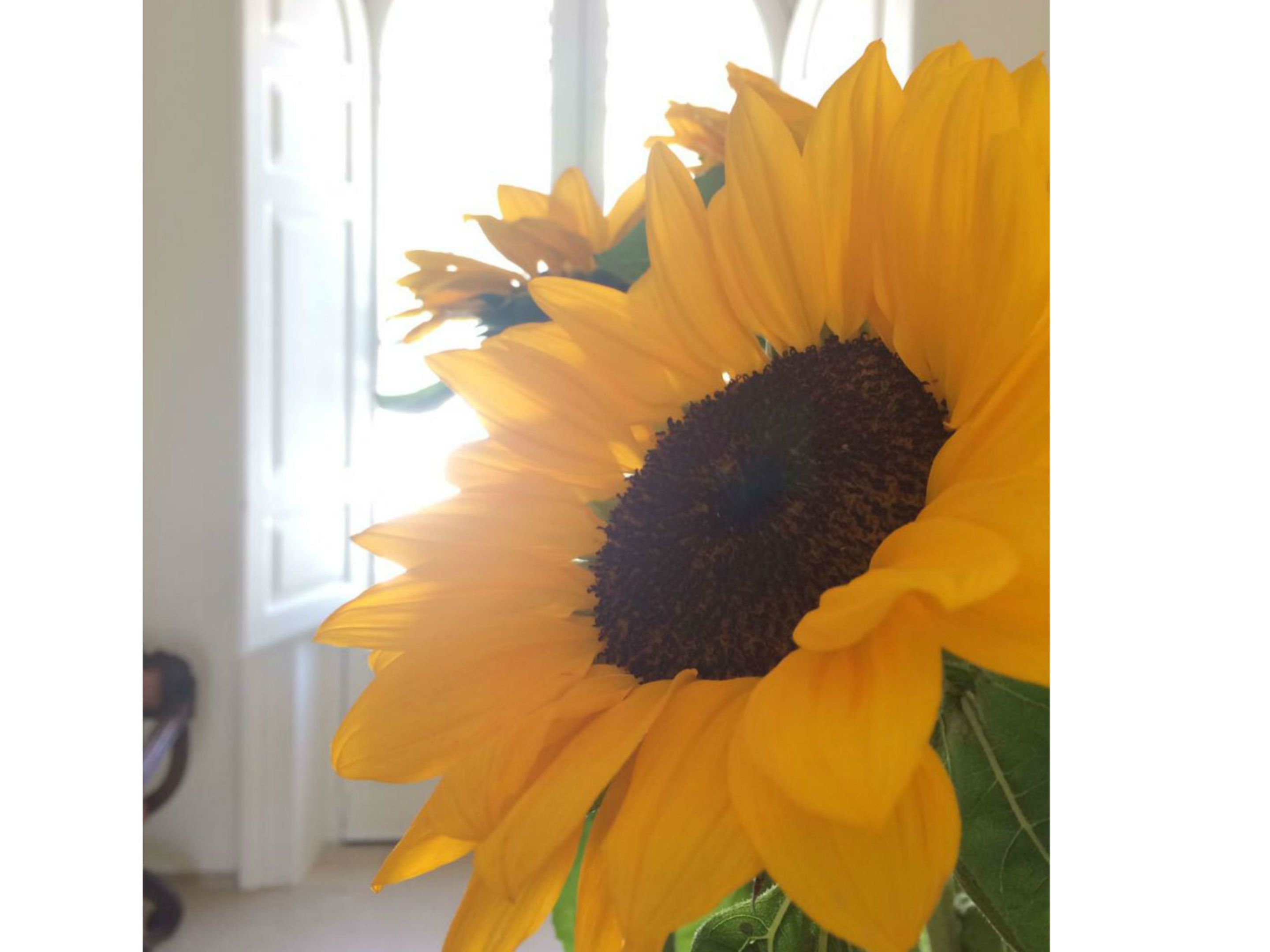 Primer plano de un girasol con un fondo desenfocado de una habitación con una puerta y una ventana.