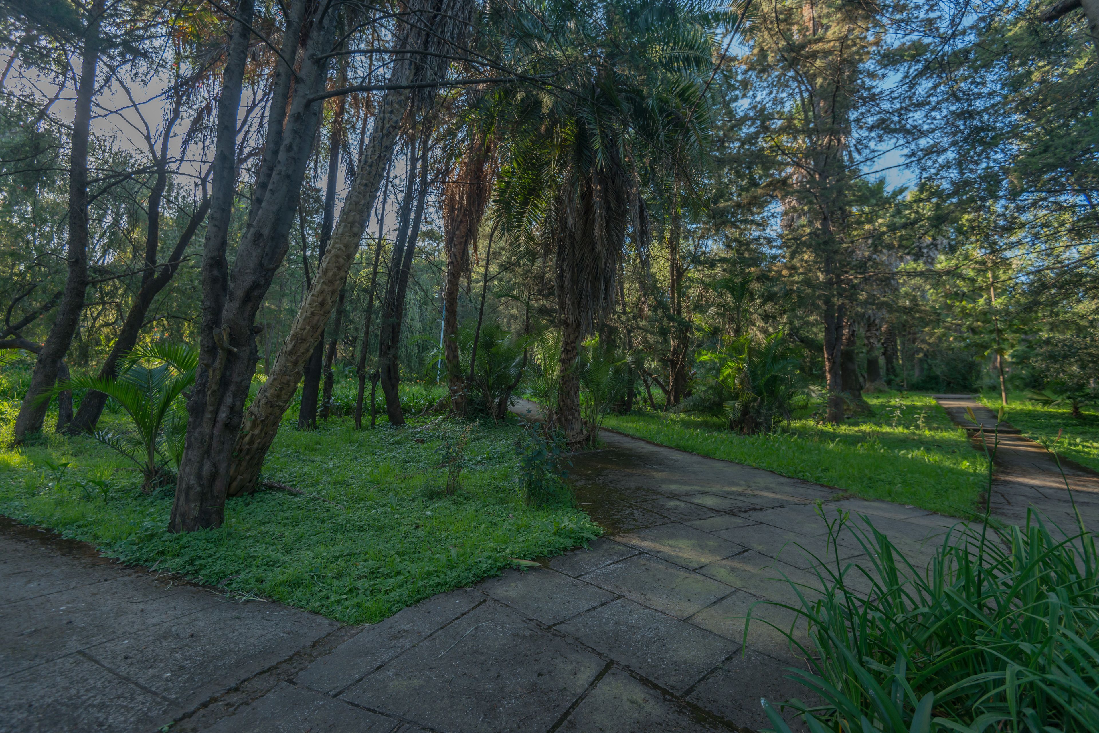 Un sentier pavé traverse une zone boisée, bordée d’arbres et d’herbe.
