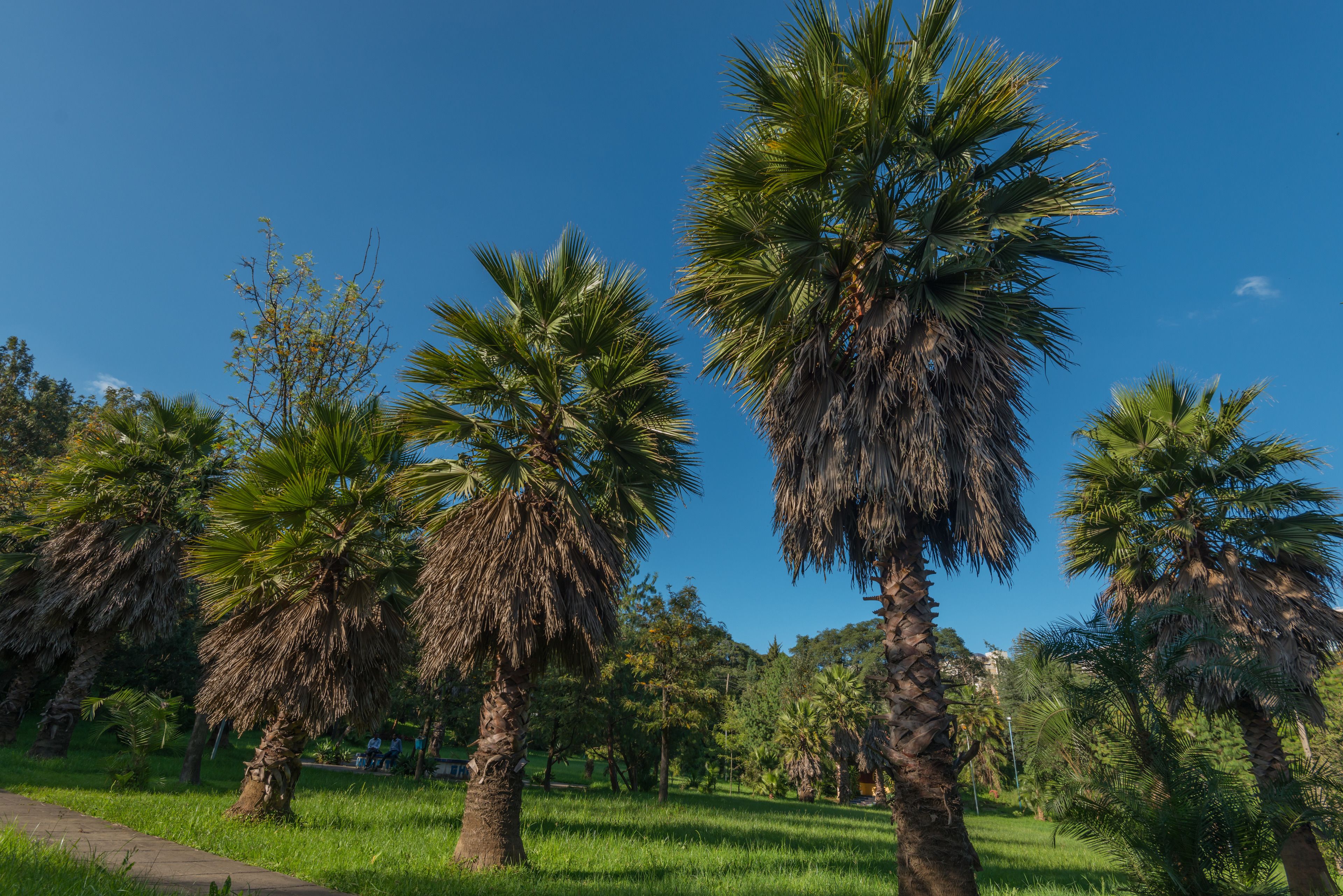 Giardino