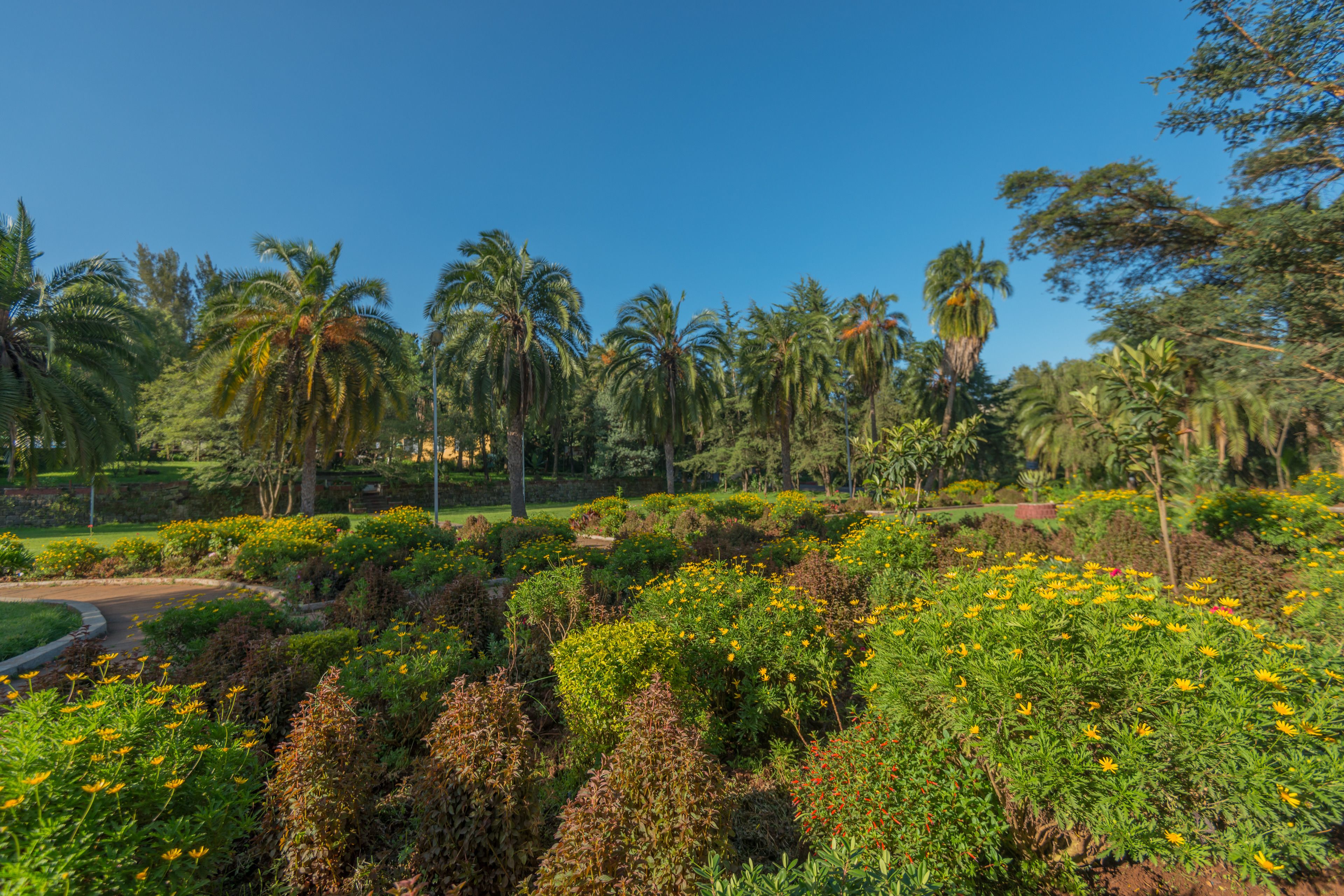 Garden