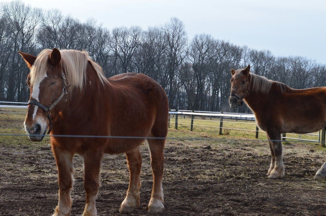 Two horses in a fenced area with a dirt ground and leafless trees in the background.