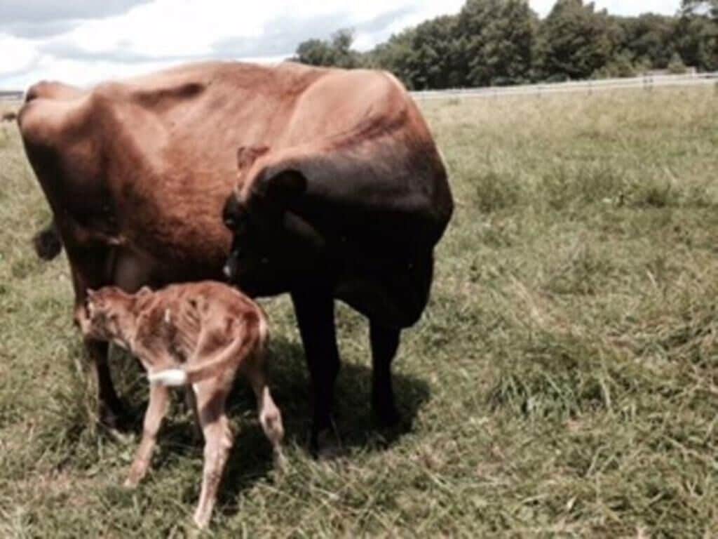 A cow and calf in a grassy field.