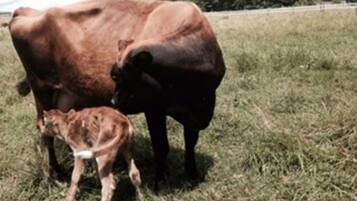 A cow and calf in a grassy field.
