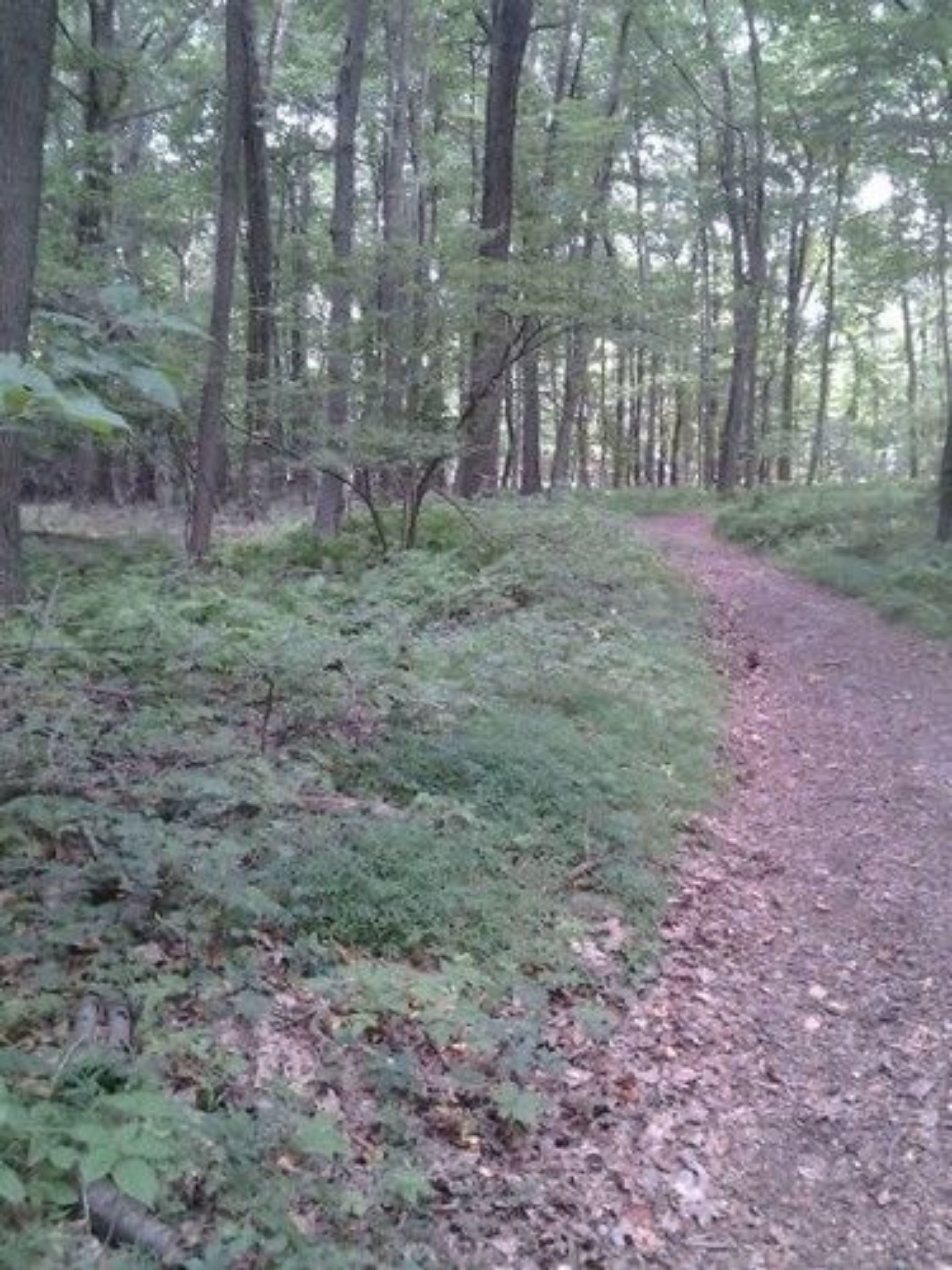 A forested area with a dirt path.