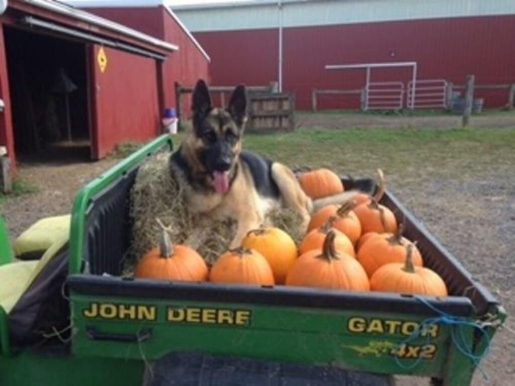 Een John Deere Gator met aanhanger, beladen met pompoenen.