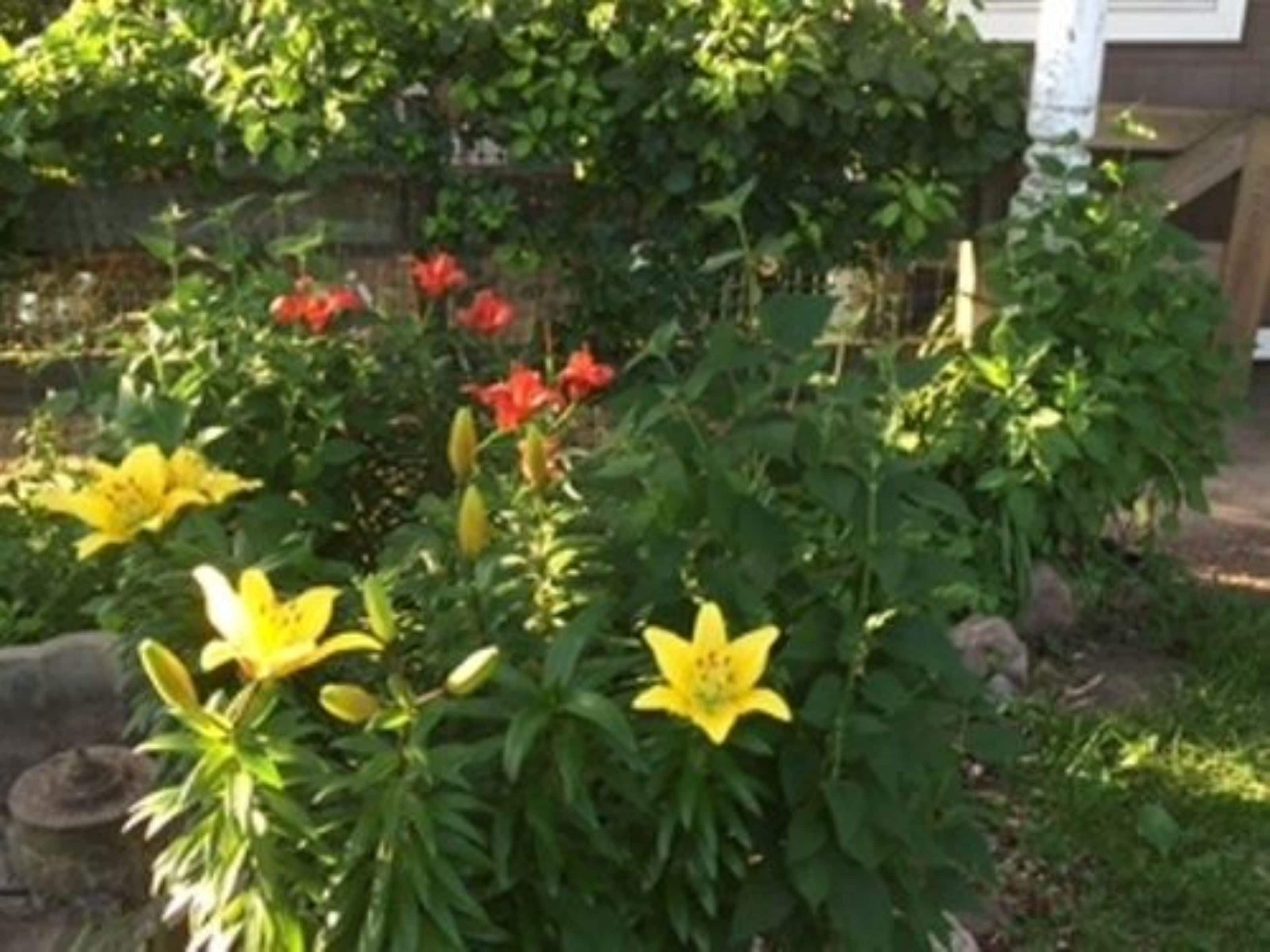 A garden with yellow and red flowers, a wooden fence, and a house in the background.