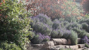 A garden with various plants and a stone pathway. - Delatite Apartments Merrijig (Merrijig)