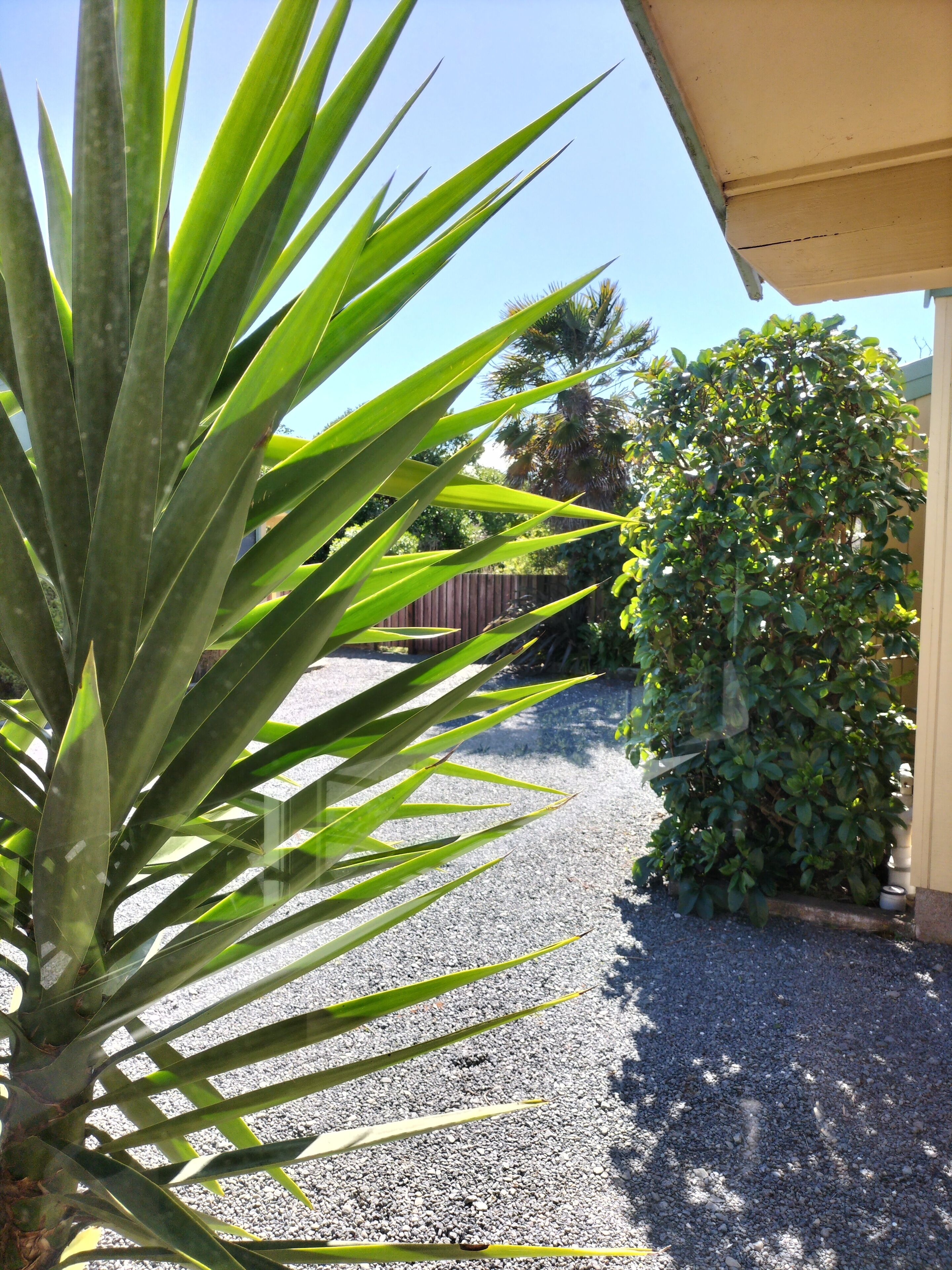 A parking area with a gravel surface, a palm tree, and a hedge.