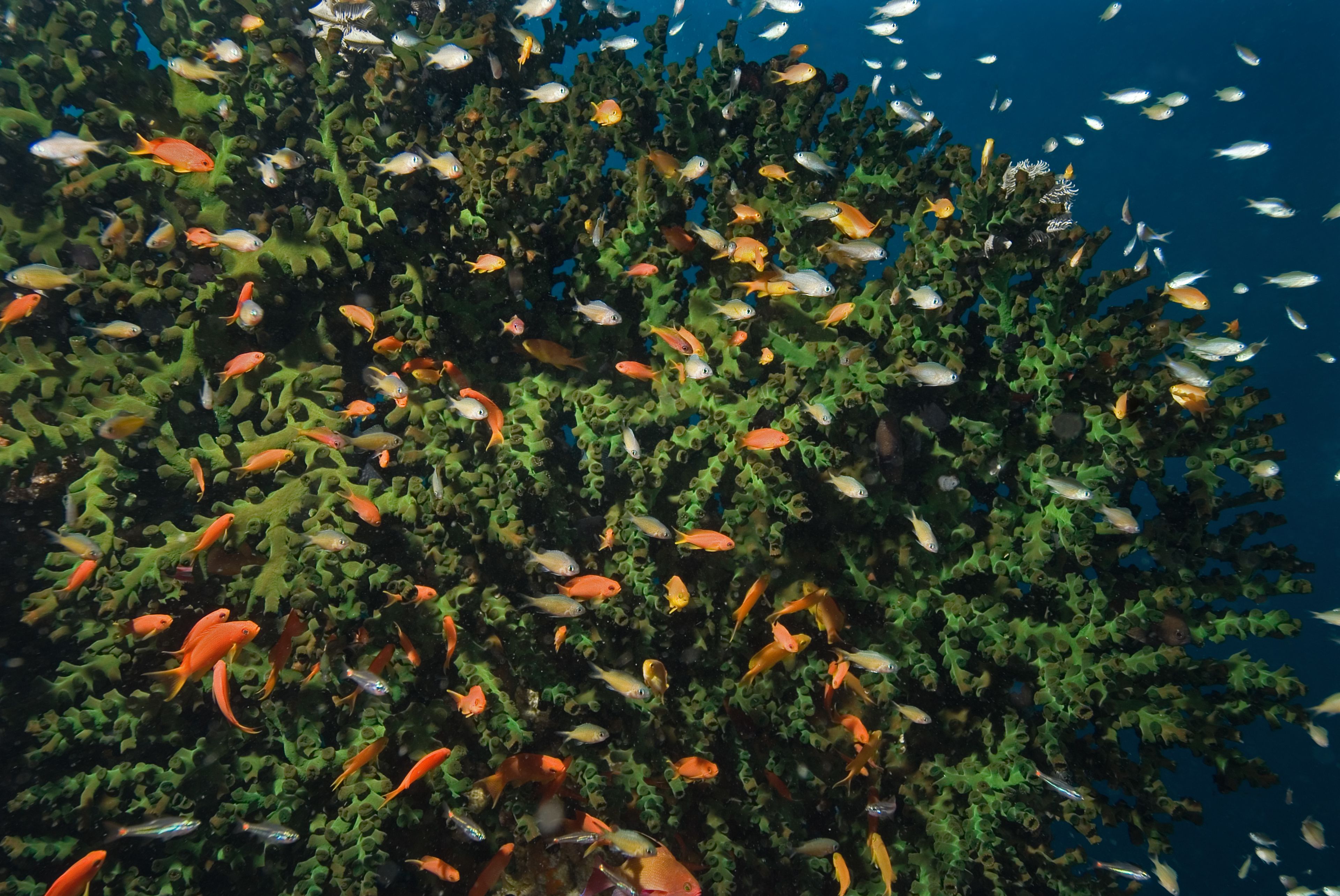 A coral reef with various fish species.