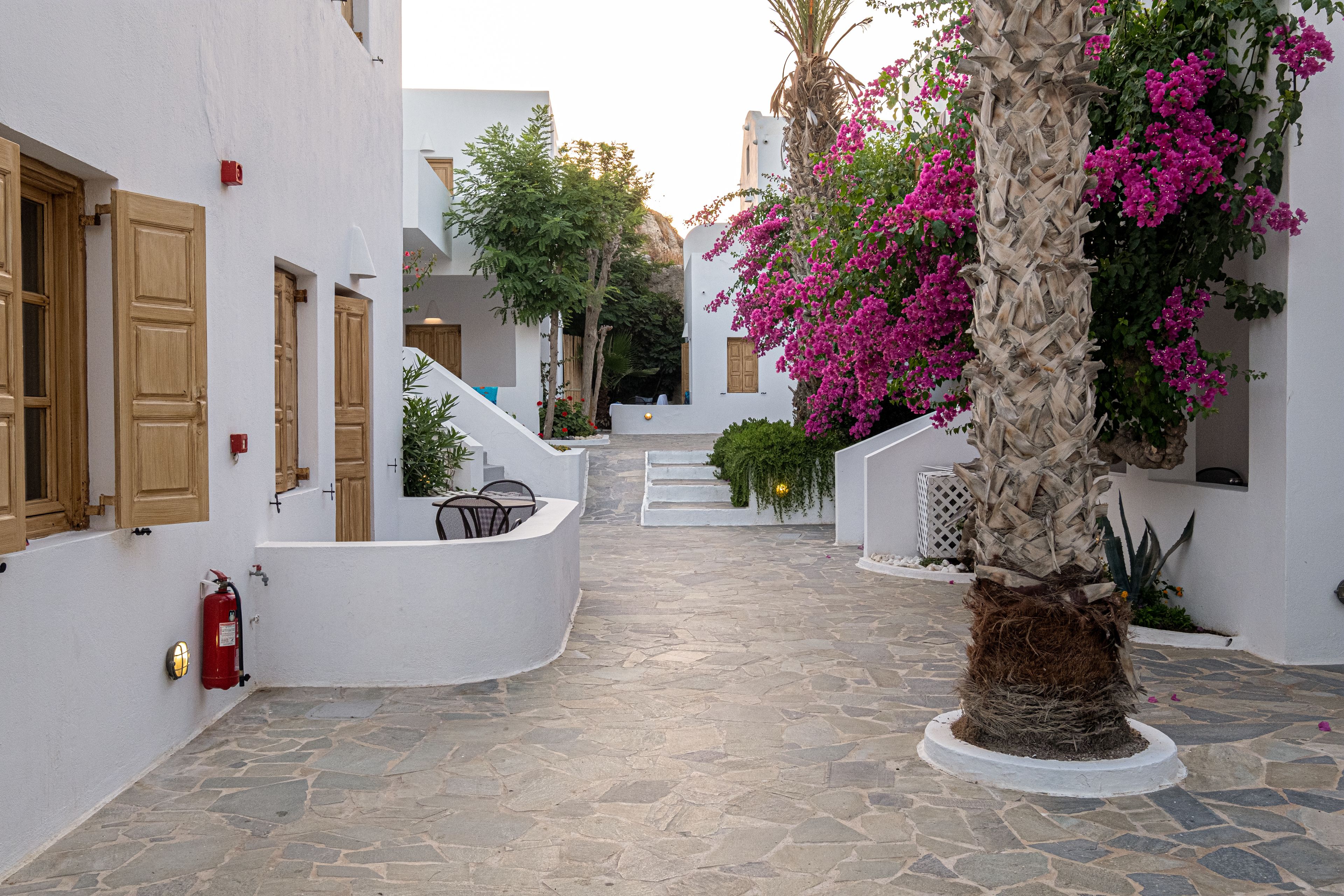 A narrow stone-paved courtyard with white buildings, wooden doors, and a palm tree with pink flowers.