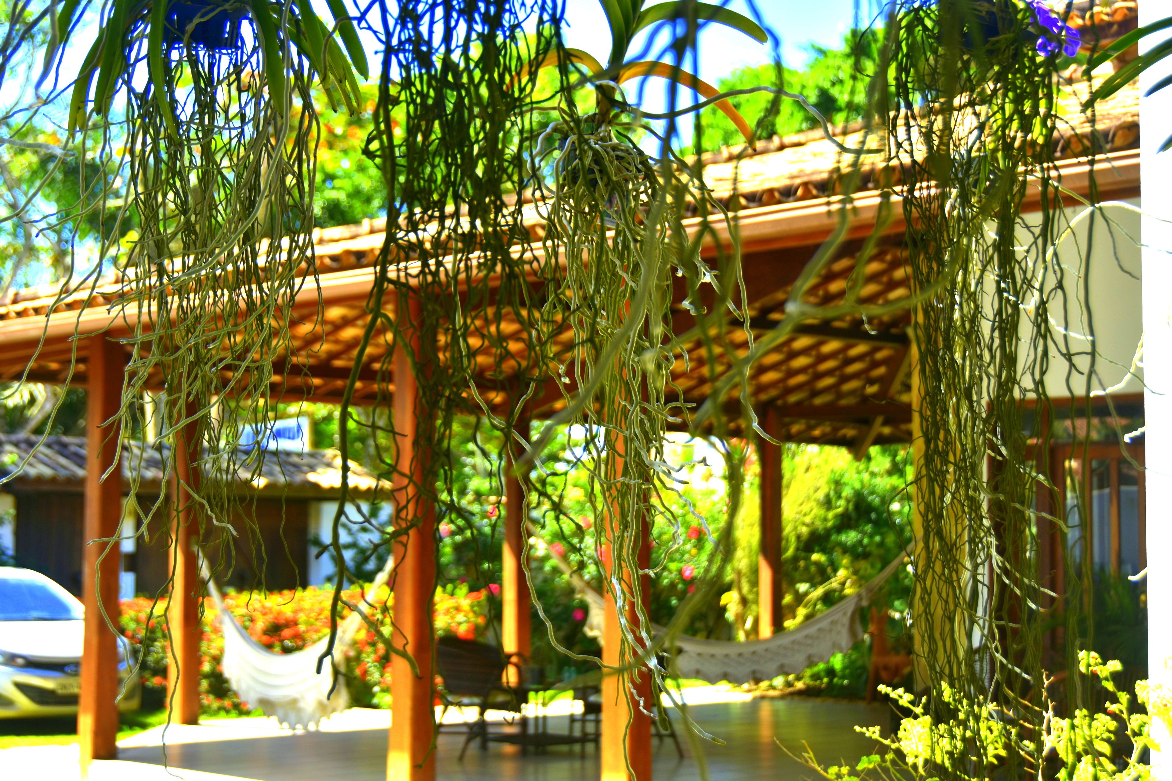 Un espacio al aire libre techado con una hamaca, pilares de madera y plantas colgantes.