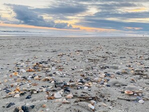 Une plage parsemée de coquillages et un ciel nuageux.