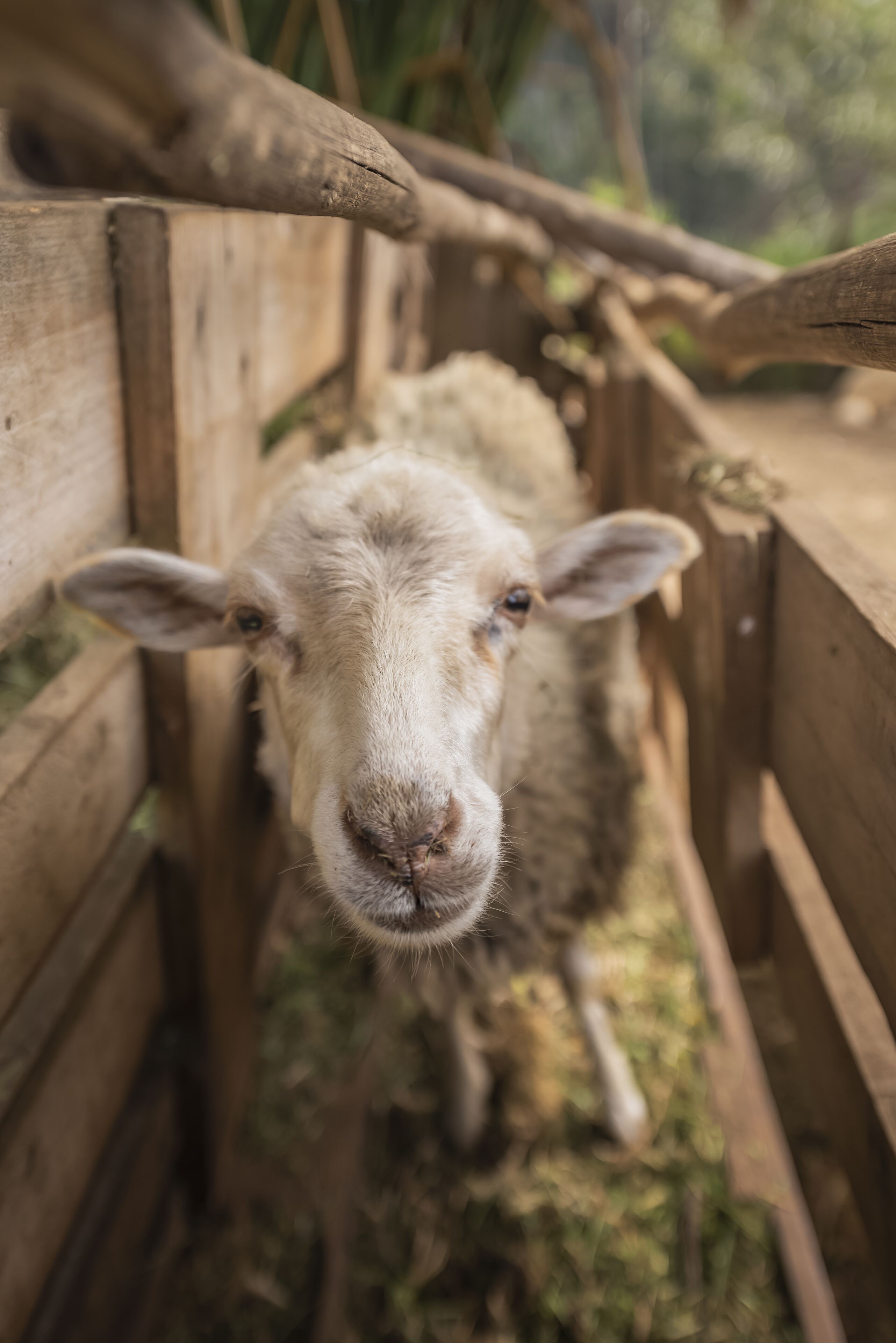 A wooden fence with a sheep standing behind it.