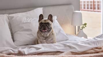 A dog sitting on a bed with white bedding and a fluffy blanket.