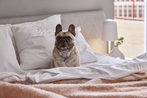 A dog sitting on a bed with white bedding and a fluffy blanket.