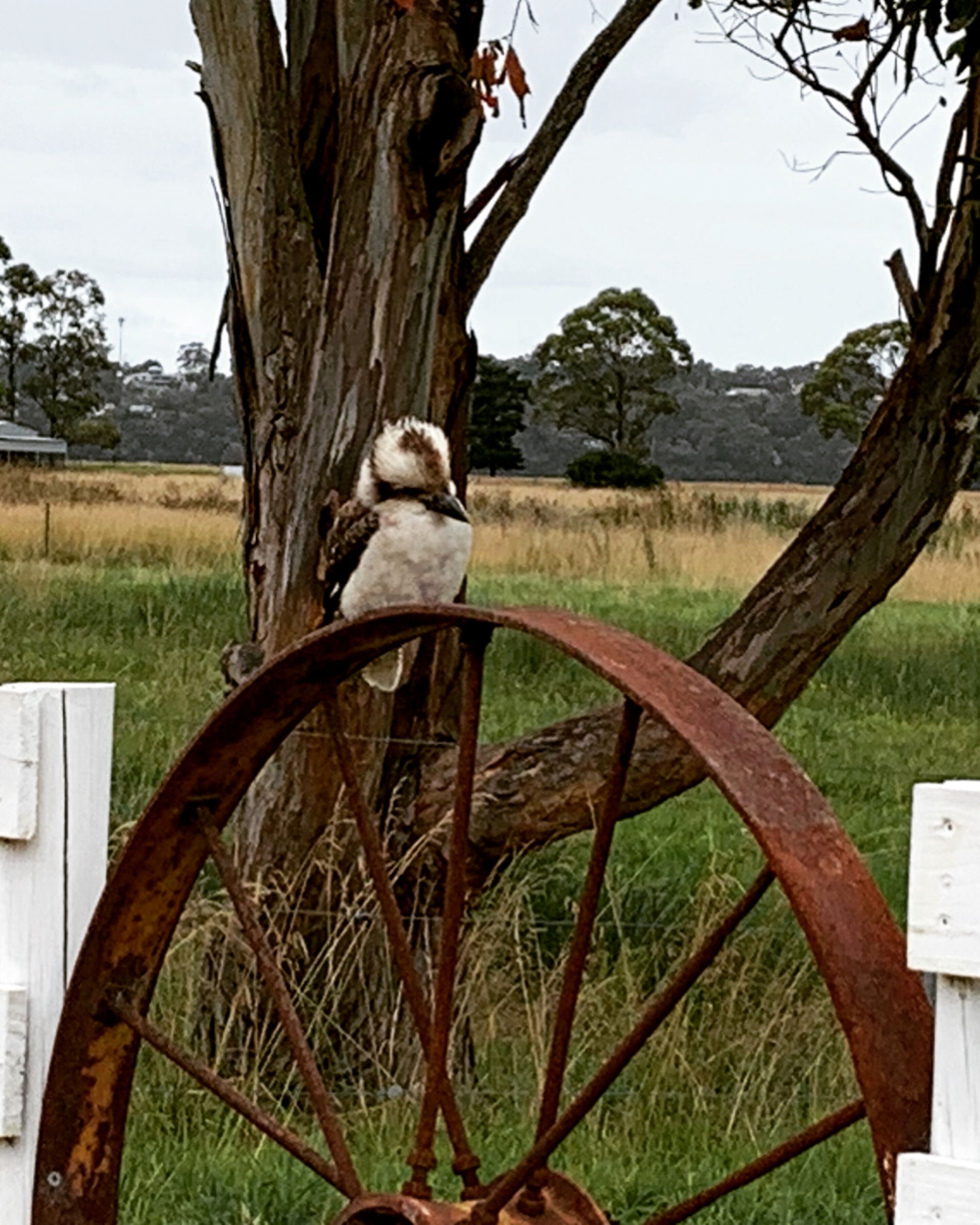 Un oiseau était perché sur le tronc d’un arbre, et une vieille roue métallique rouillée se trouvait au premier plan.