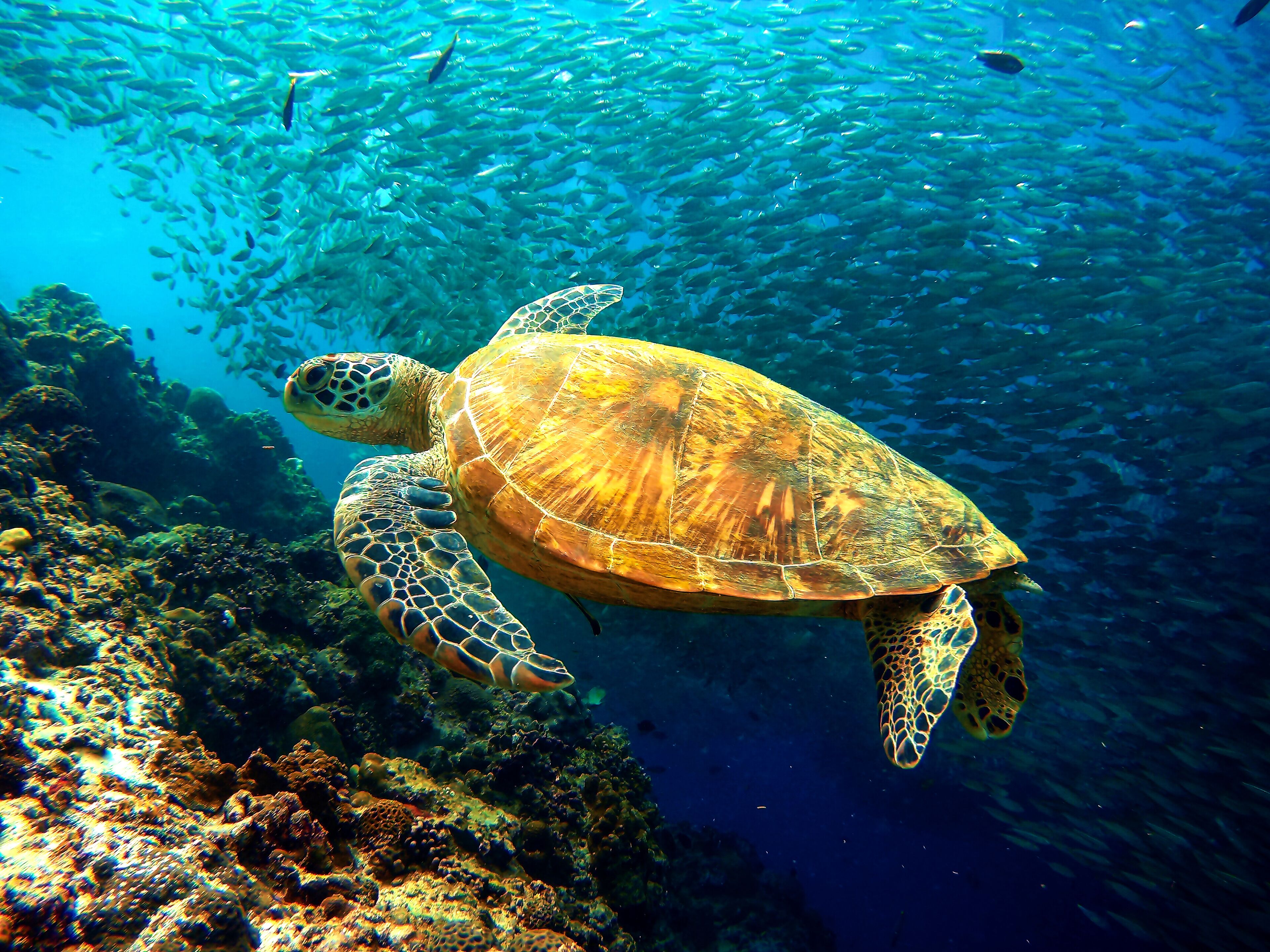 Una tortuga marina nadando cerca de un arrecife de coral.