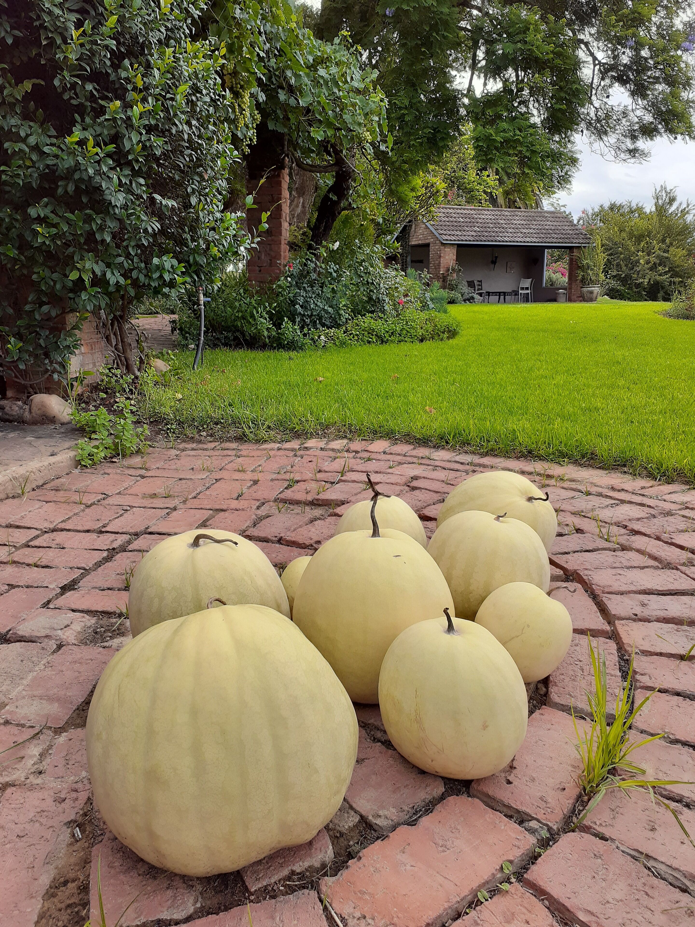 A garden with a brick pathway and large pumpkins lined up.