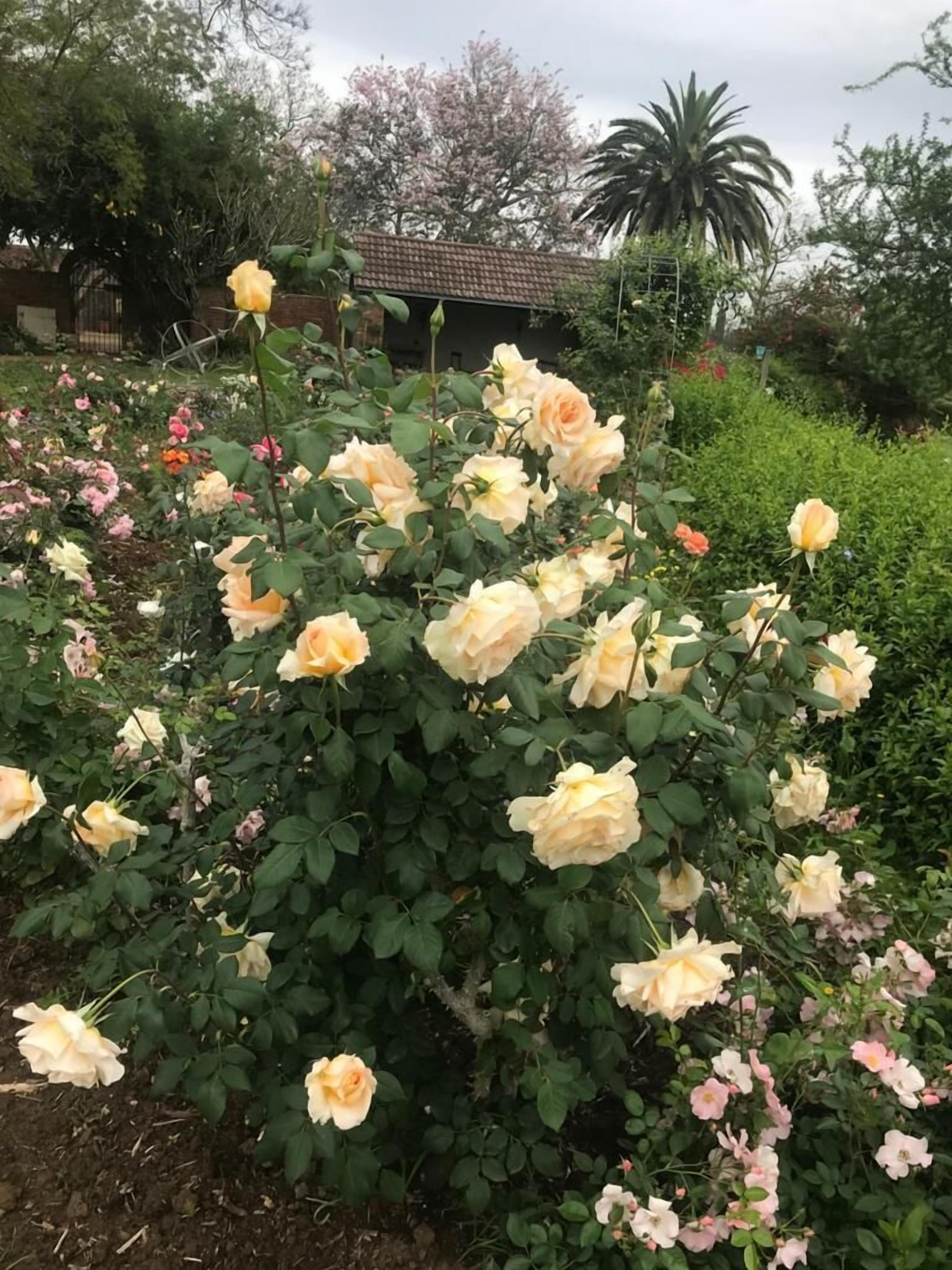 Ein Garten mit einer Vielfalt blühender Rosen.