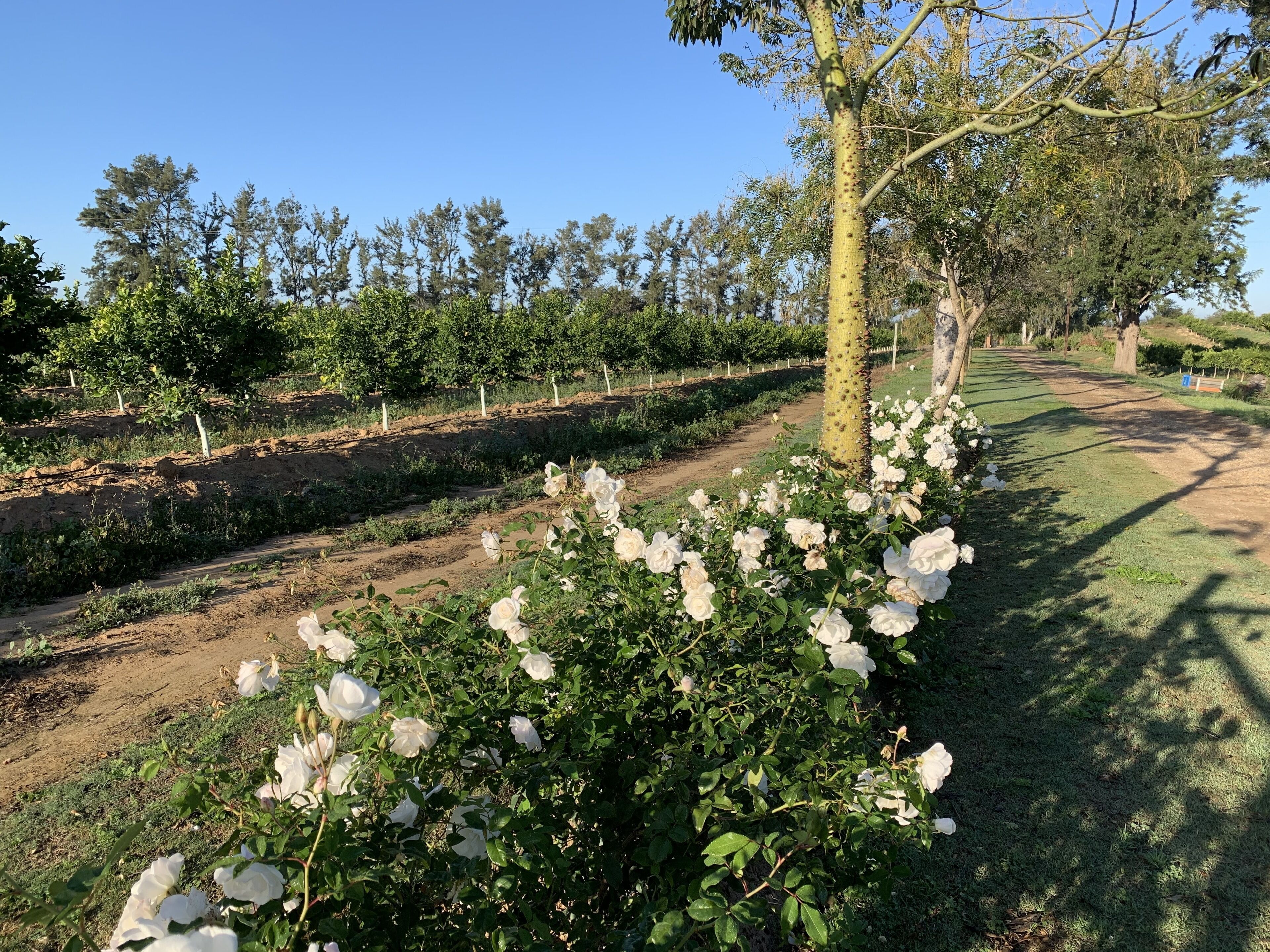 A garden with white roses and a dirt path.