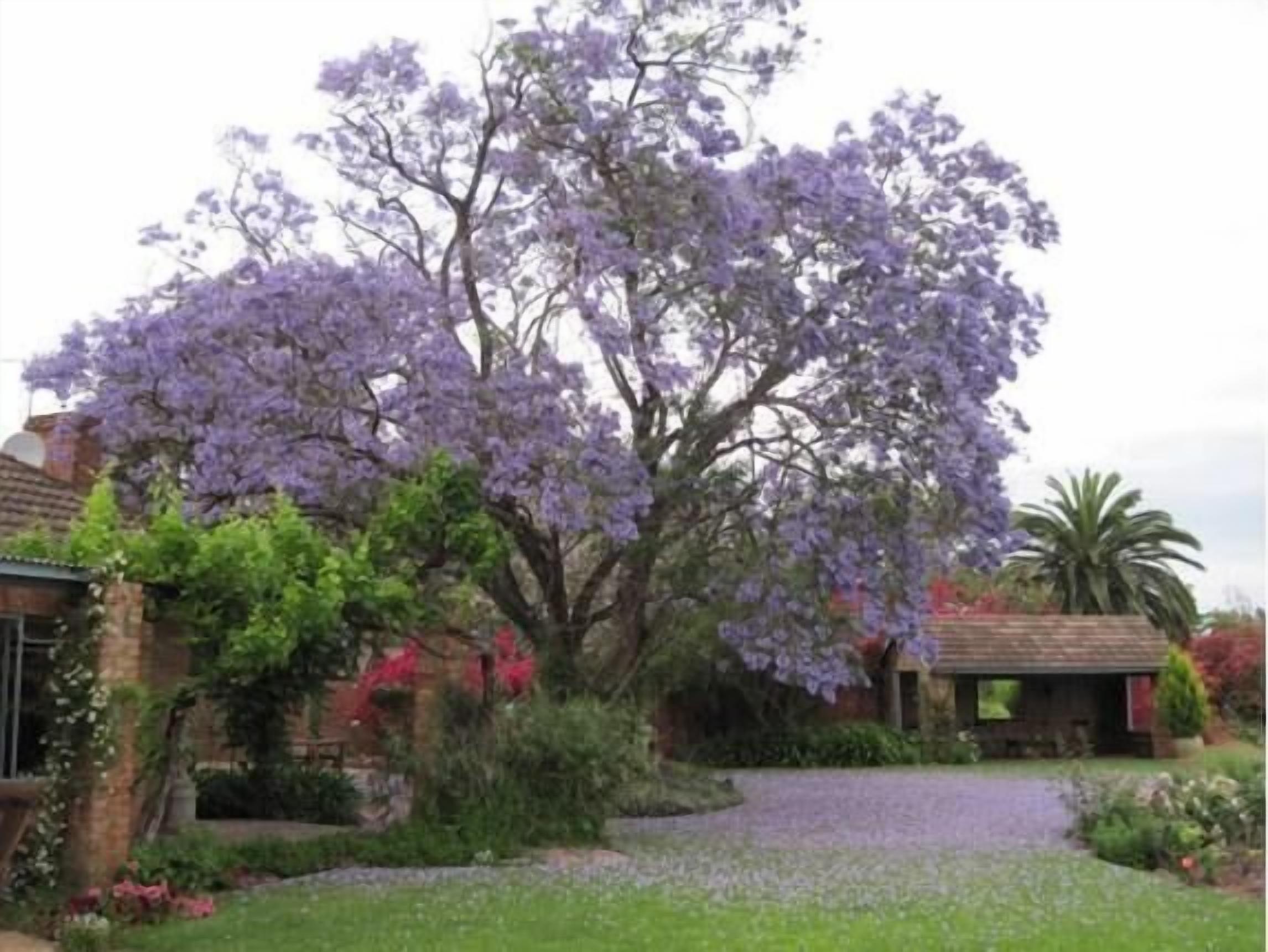 A house with a large tree in front, surrounded by a garden with various plants and flowers.
