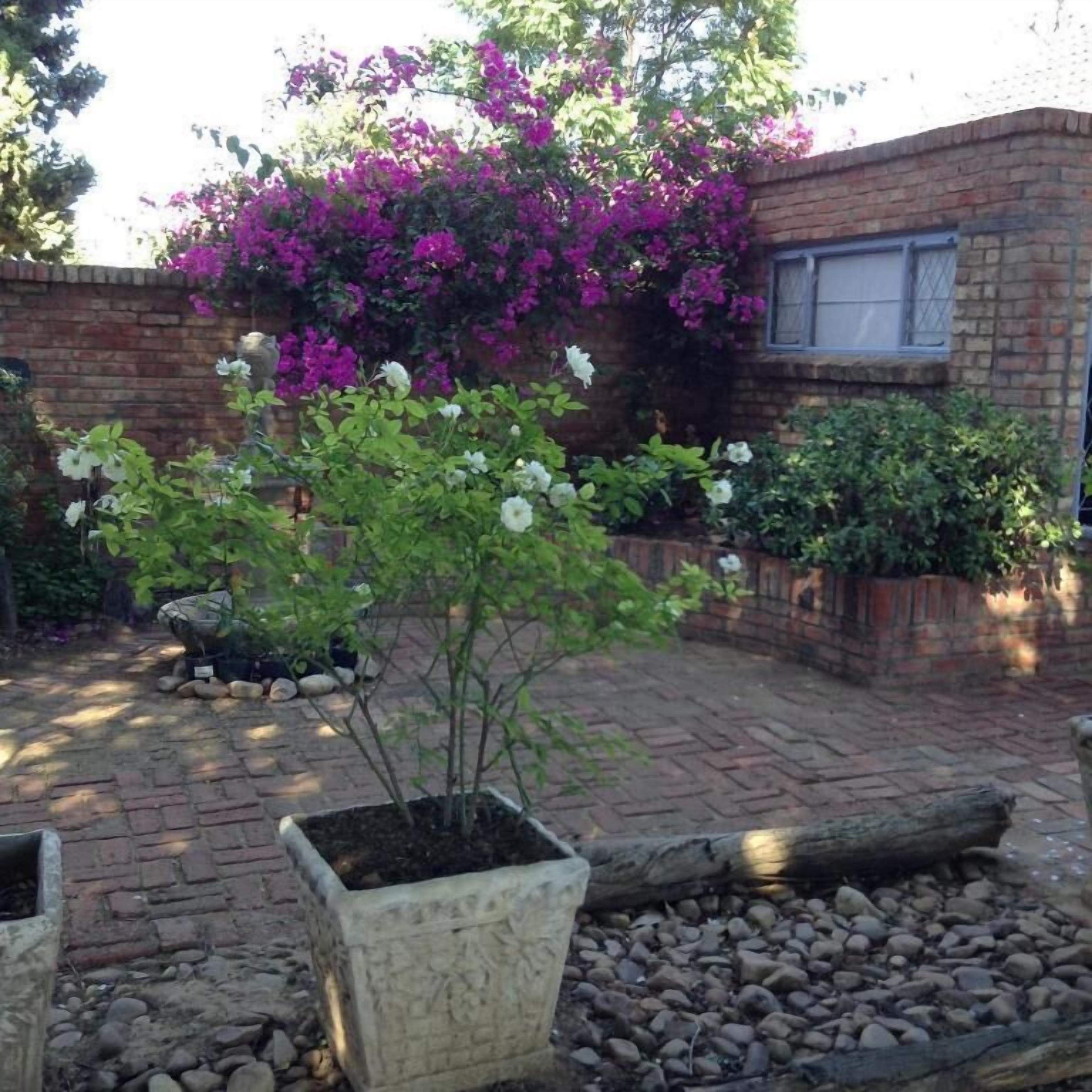 A garden with a potted plant, a brick wall, and a window.