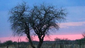 Un árbol en un campo cercado con cielo despejado.