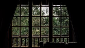 Una ventana con vistas a una vegetación densa.
