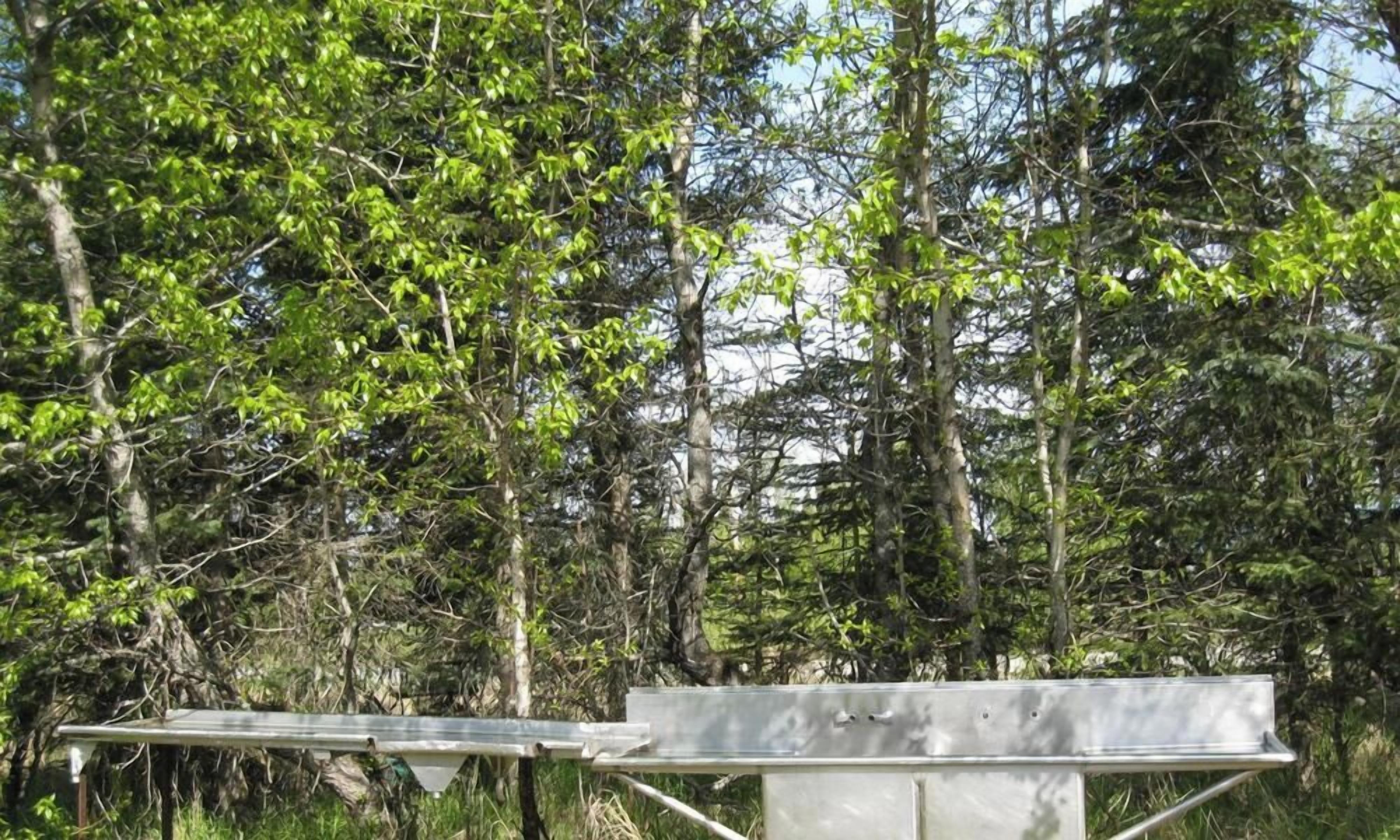 A metal bench in a forested area with dense trees and greenery.