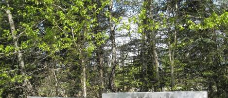 A metal bench in a forested area with dense trees and greenery.