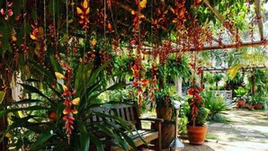 A covered garden area with a wooden bench, potted plants, and hanging foliage. - Hotel Mantovani (Águas de Lindóia)