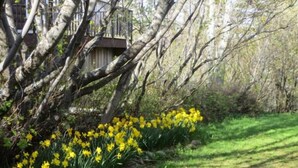 Un jardín con narcisos amarillos y una terraza de madera.