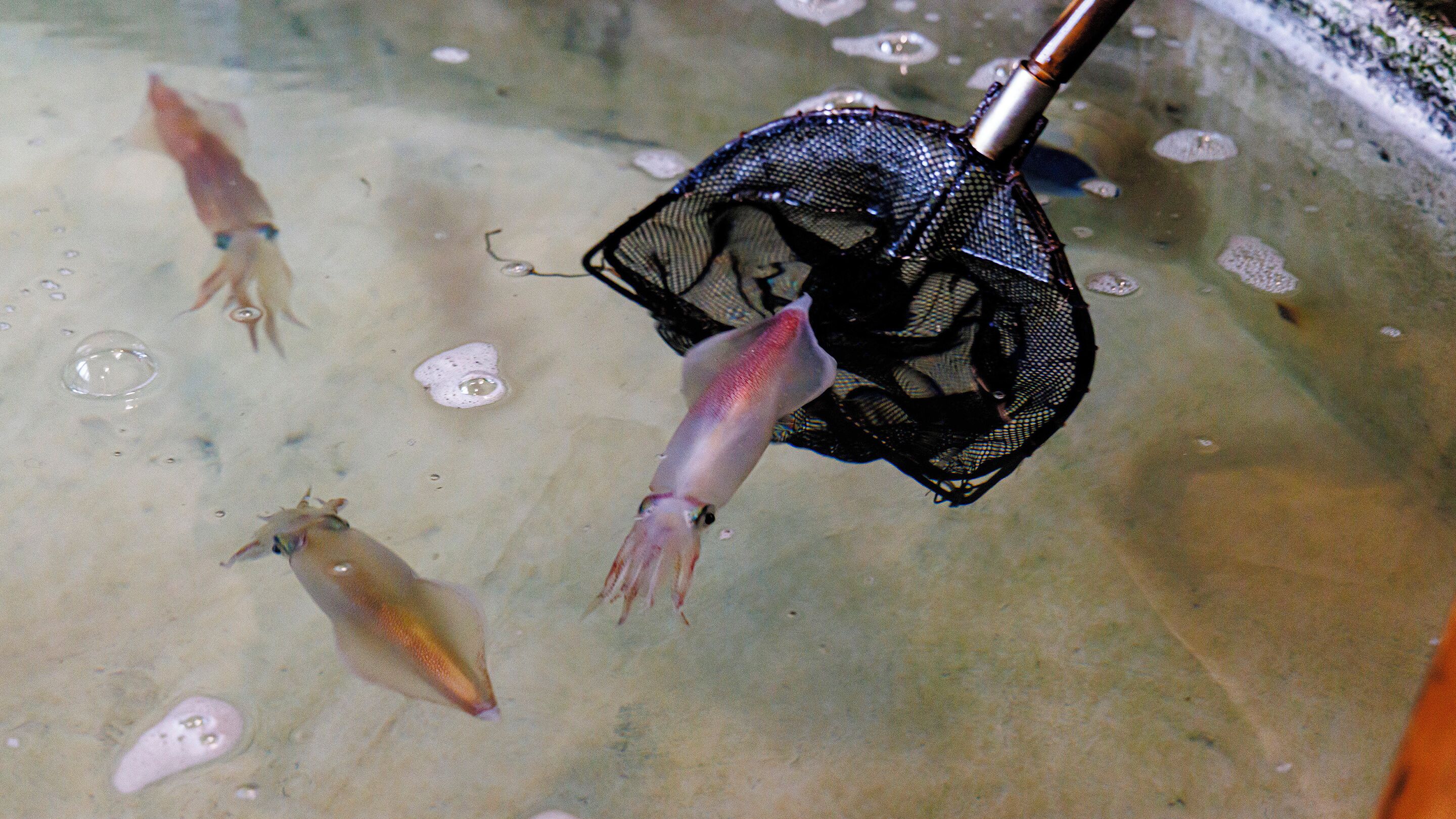A clear view of a squid in a net, with bubbles visible in the water.