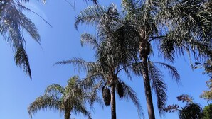 A swimming pool with clear blue water, surrounded by palm trees and a covered patio area.