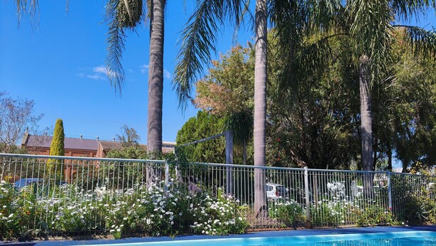 A swimming pool surrounded by a fence, with palm trees and a variety of plants in the background. - Red Chief Motel (Gunnedah)