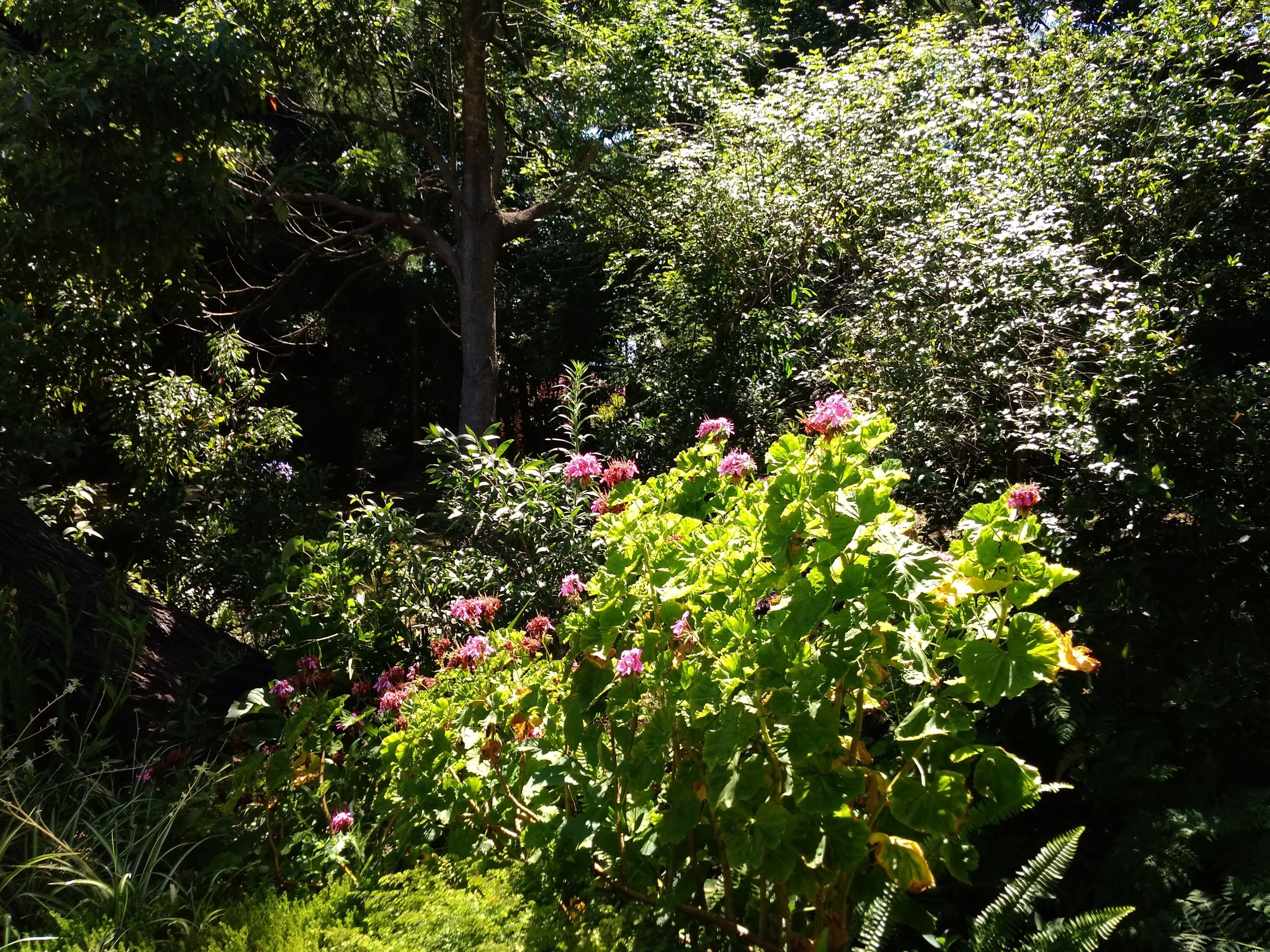 A lush garden with dense foliage and flowering plants.