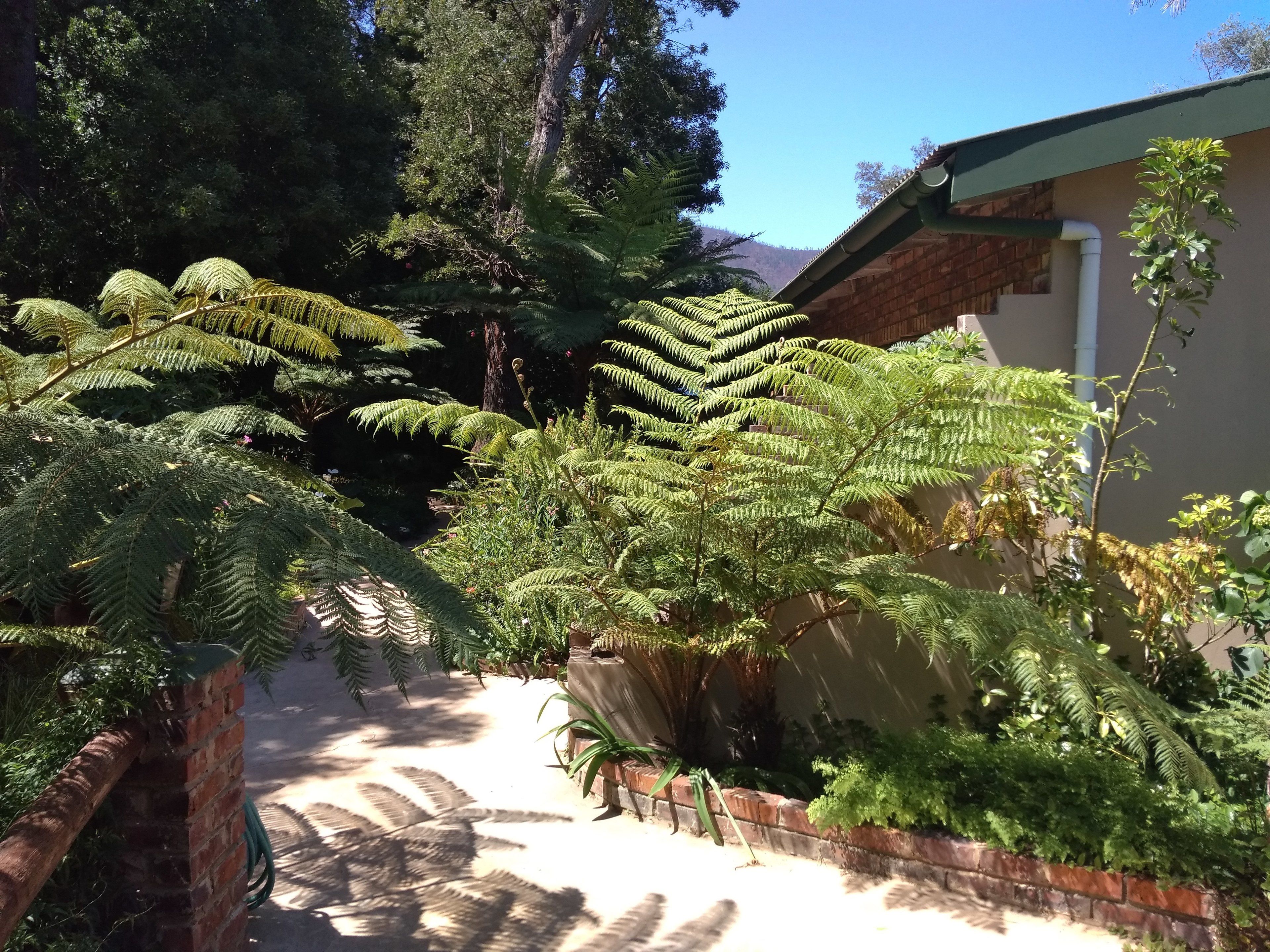 Un sentiero immerso nel verde, con felci e una palma, conduce a un edificio con facciata in mattoni e tetto verde.