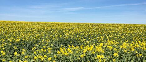 A vast field of yellow flowers under a clear blue sky.