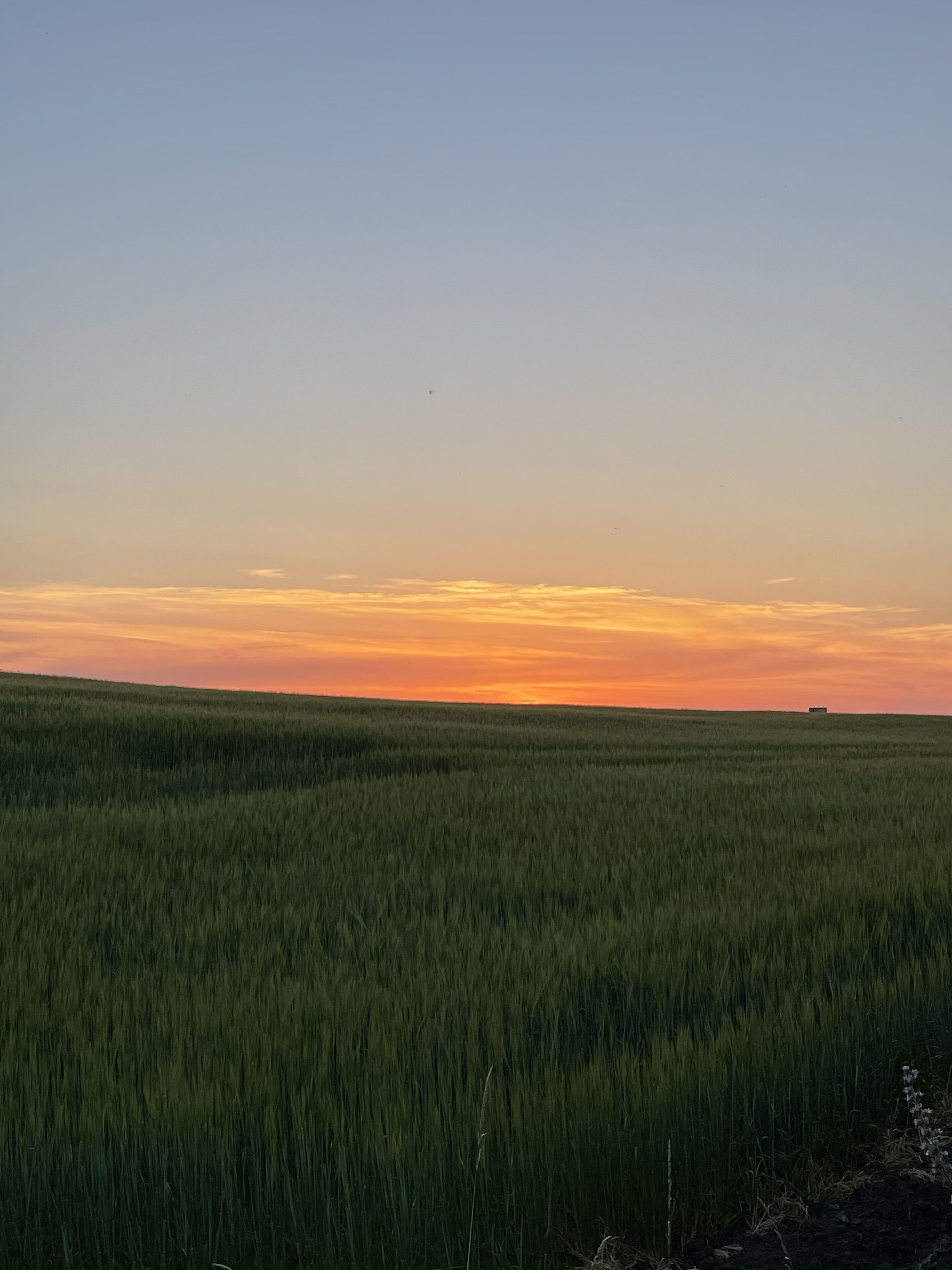 A flat landscape with a clear sky during sunset.