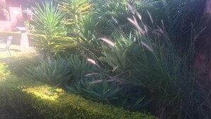 A garden with various plants and a well-maintained hedge. - Matilinda Lodge (Bulawayo)
