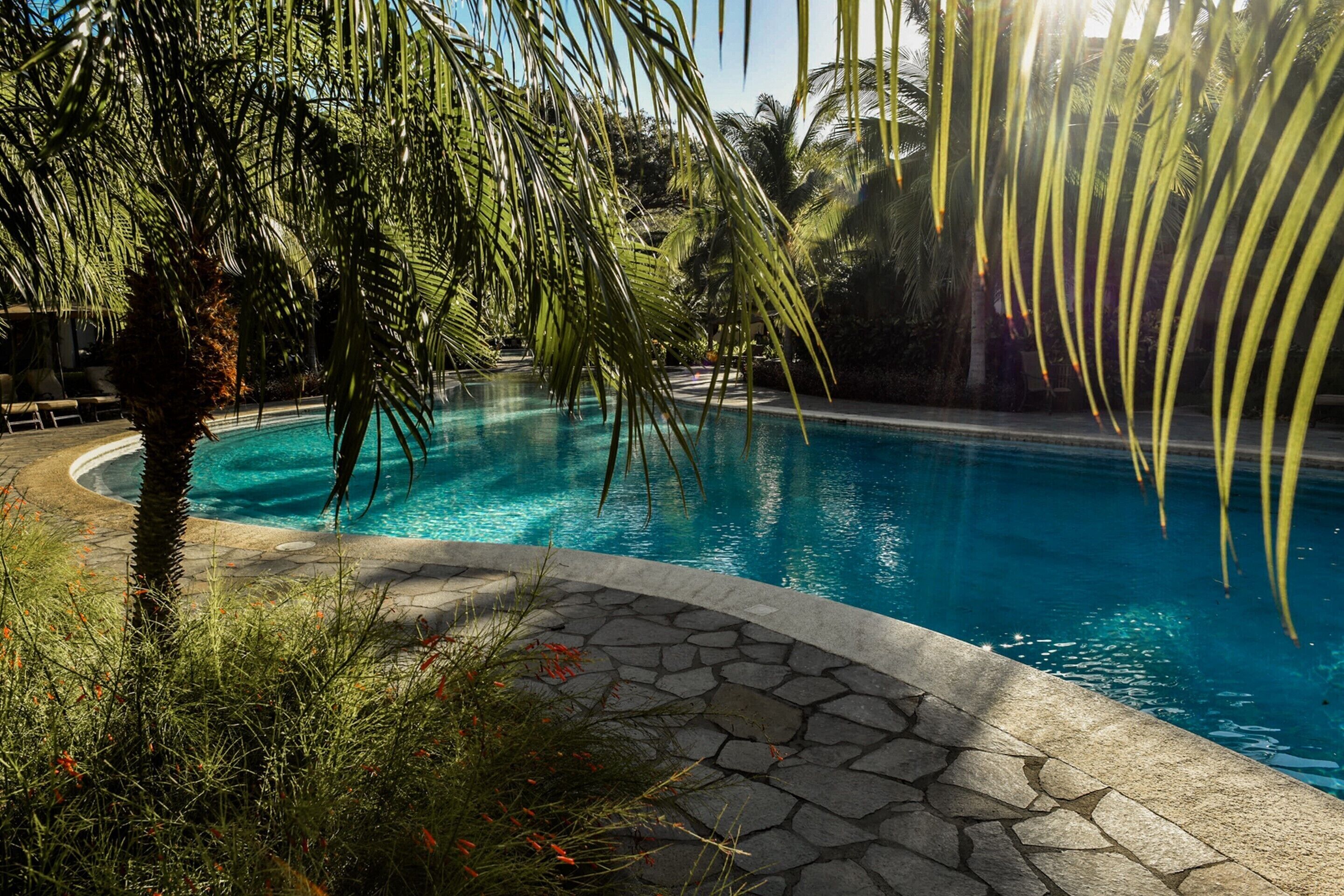 Una piscina circondata da palme e un vialetto in pietra.