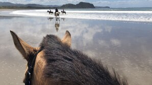 A beach scene with horses and riders. - Hotel El Pequeño Gecko Verde (Sámara)