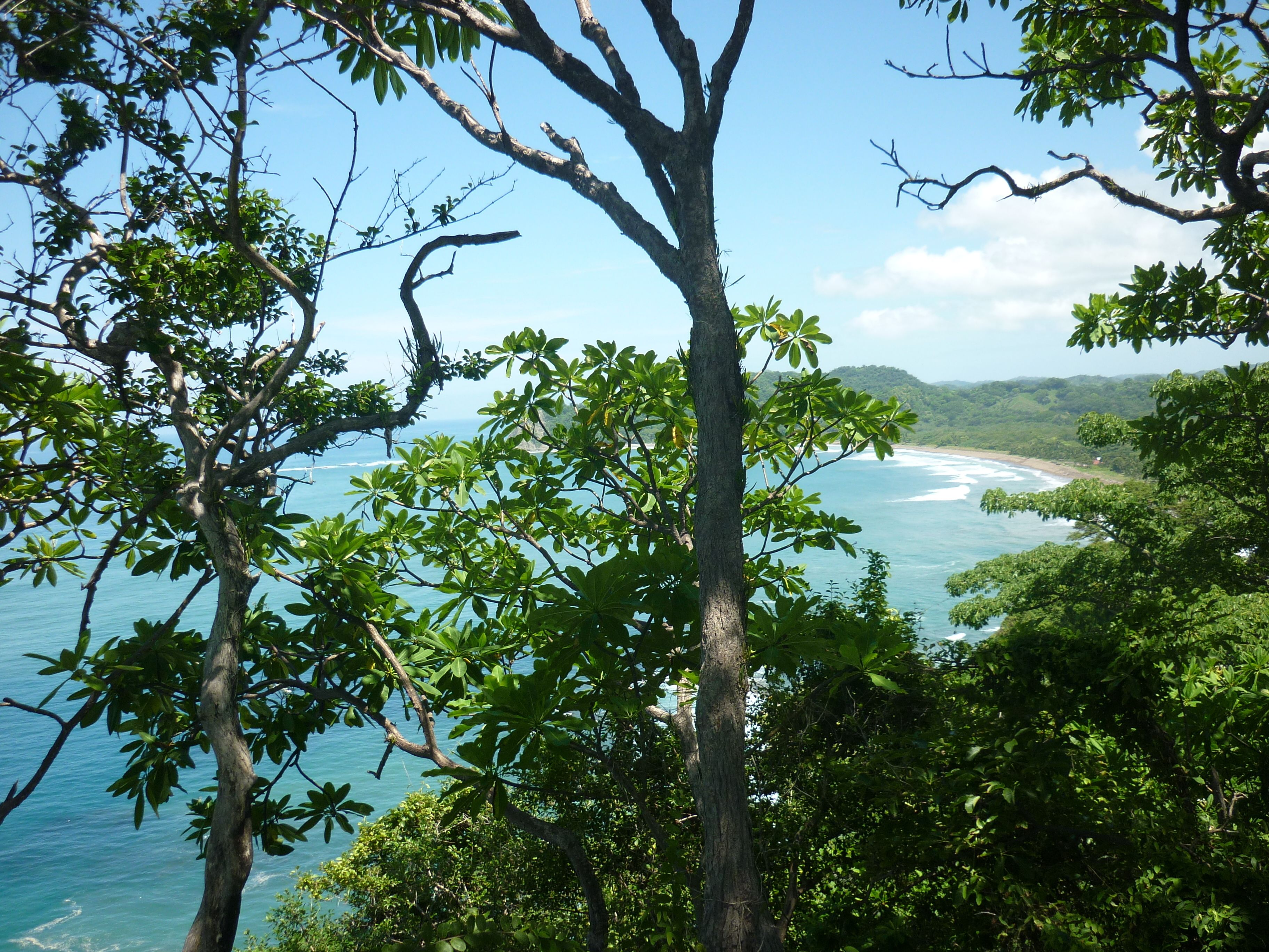 A coastal landscape with dense foliage and a view of the ocean.