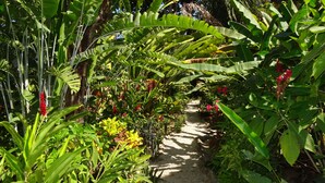A garden pathway surrounded by lush green foliage and vibrant red flowers. - Hotel El Pequeño Gecko Verde (Sámara)