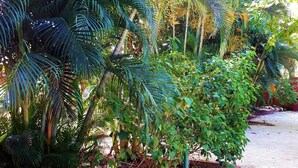 Standard Double Room, Terrace, Garden View | Garden - Casa Mapache B&B (Tamarindo)