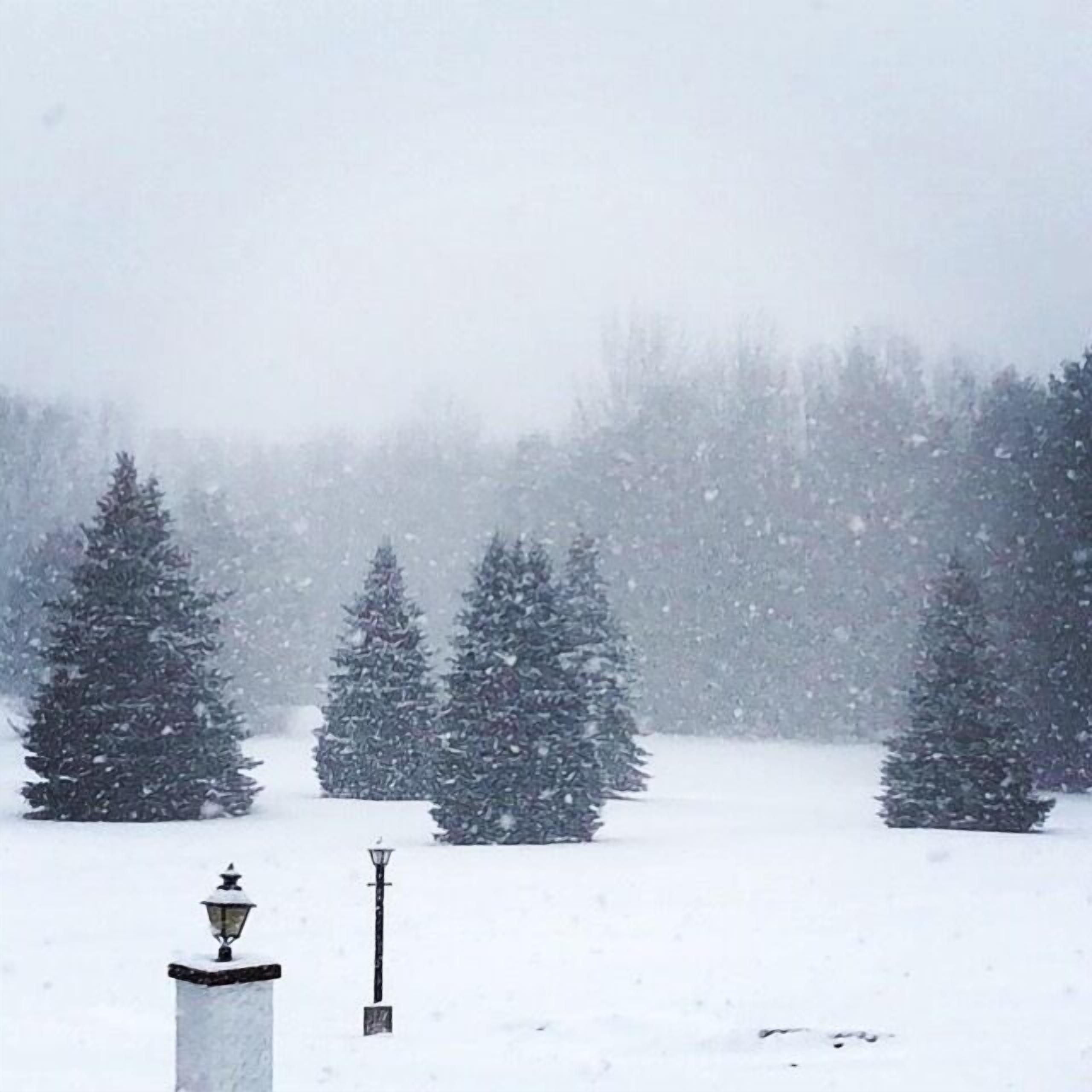 A snowy landscape with trees and a lamppost.