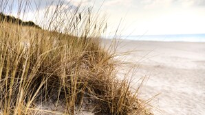 Een strand met duinen en gras.